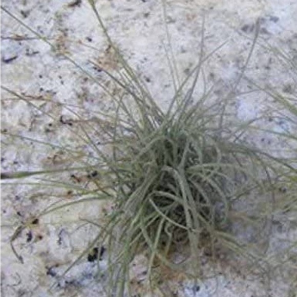 Florida Foliage: Purifying Air Plants in Bundles of 6 - Picture 1 of 3